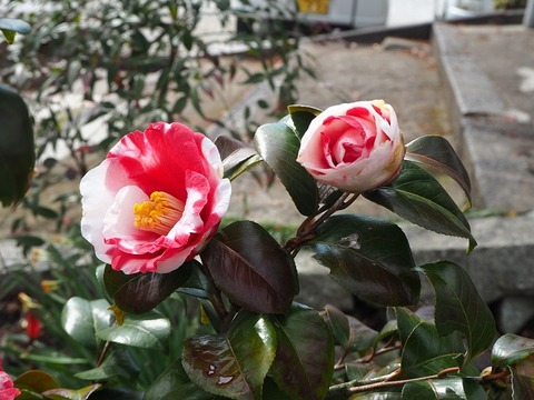 P3110961