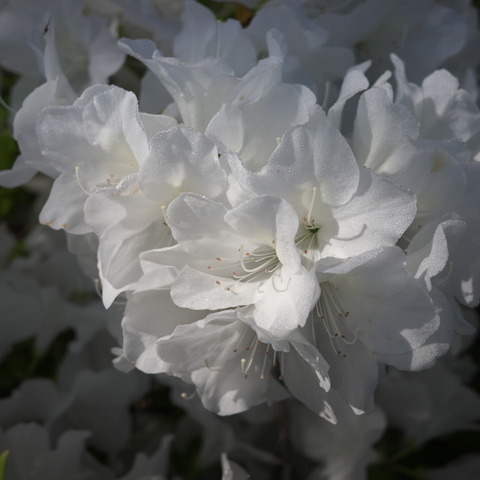 R0000856