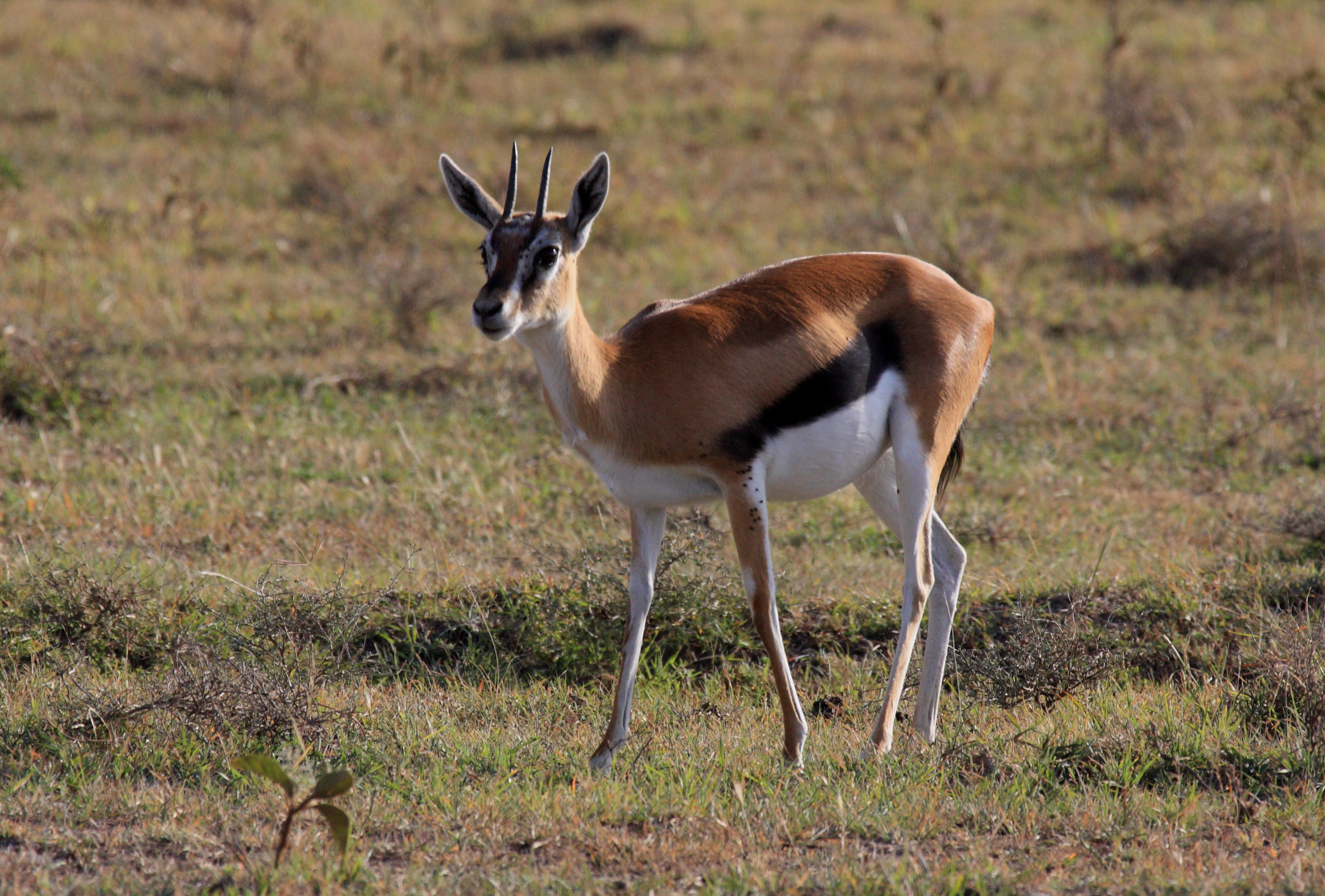 アフリカ ケニア マサイマラ 動物 フォト アフリカ ケニア マサイマラ 動物 フォト