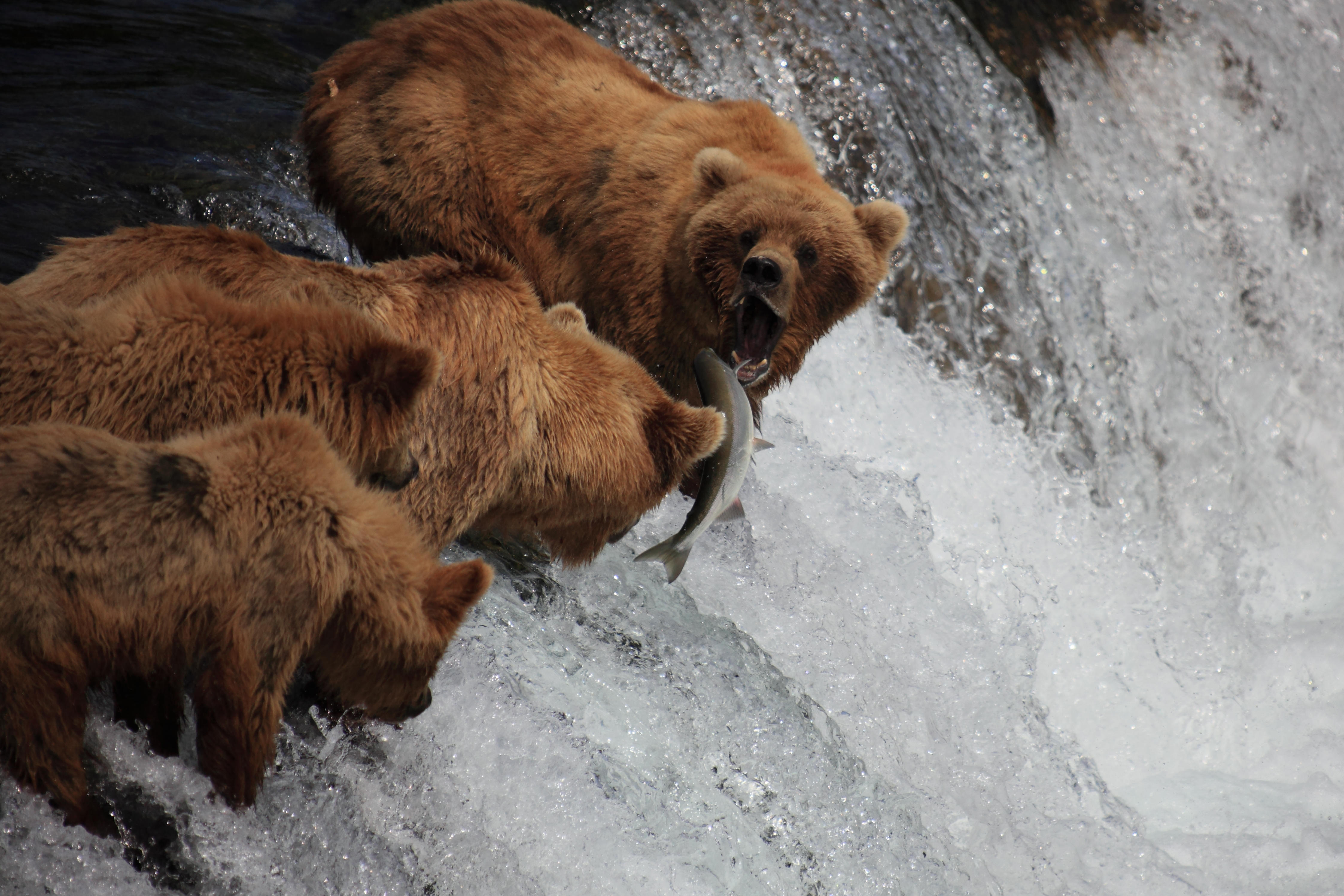 グリスリー ブラウンベアー 動物 フォト