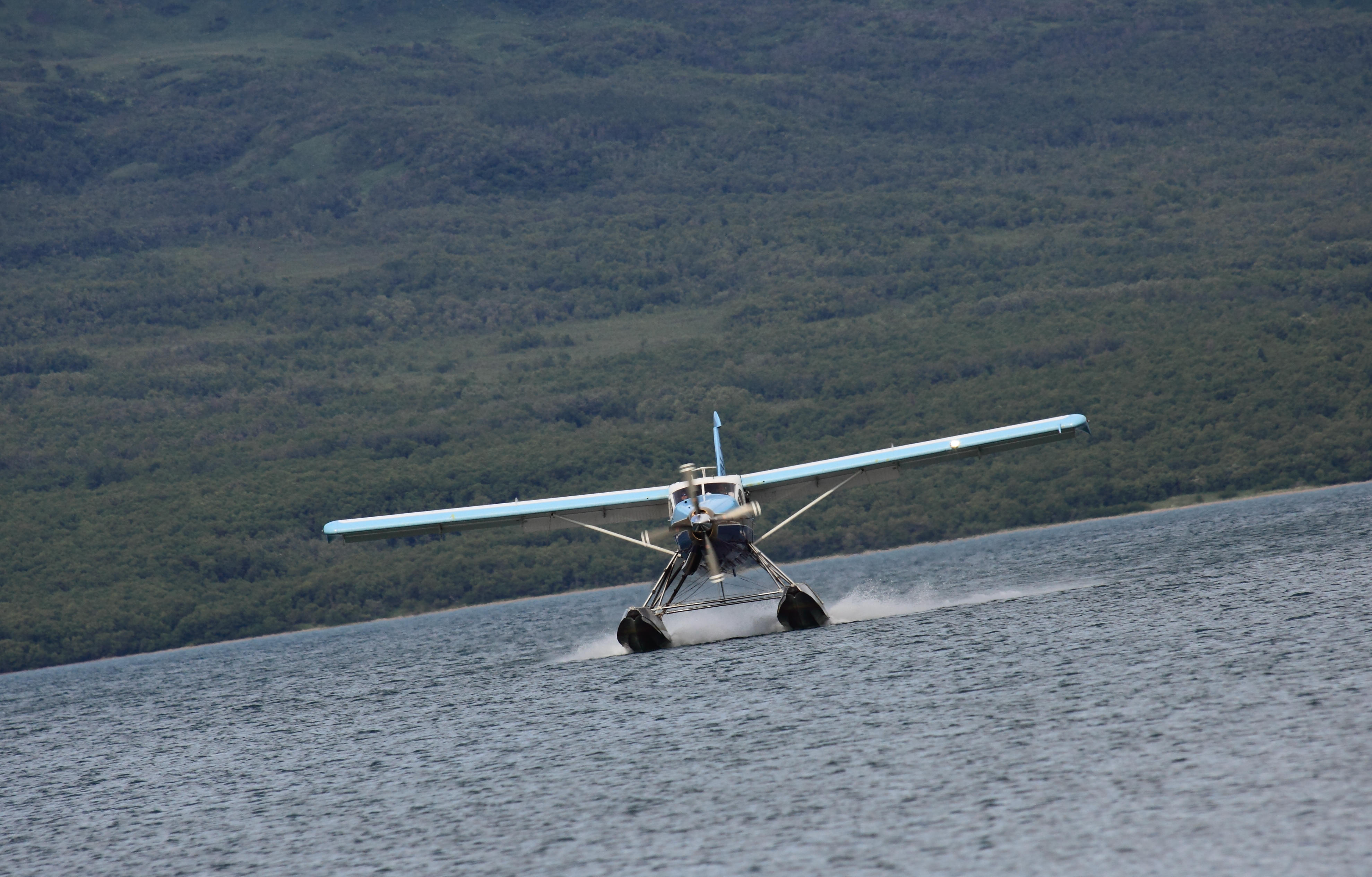 グリスリー ブラウンベアー 動物 フォト グリスリー ブラウンベアー 動物 フォト