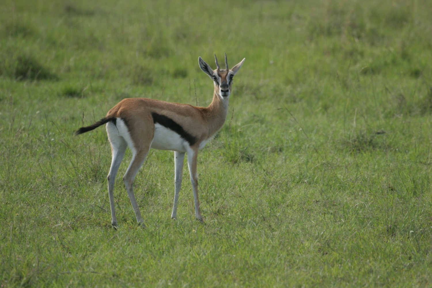 ケニアのヒヒとジャッカル 動物 フォト