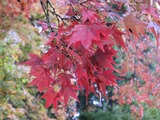 2013年11月箱根仙石原温泉 065