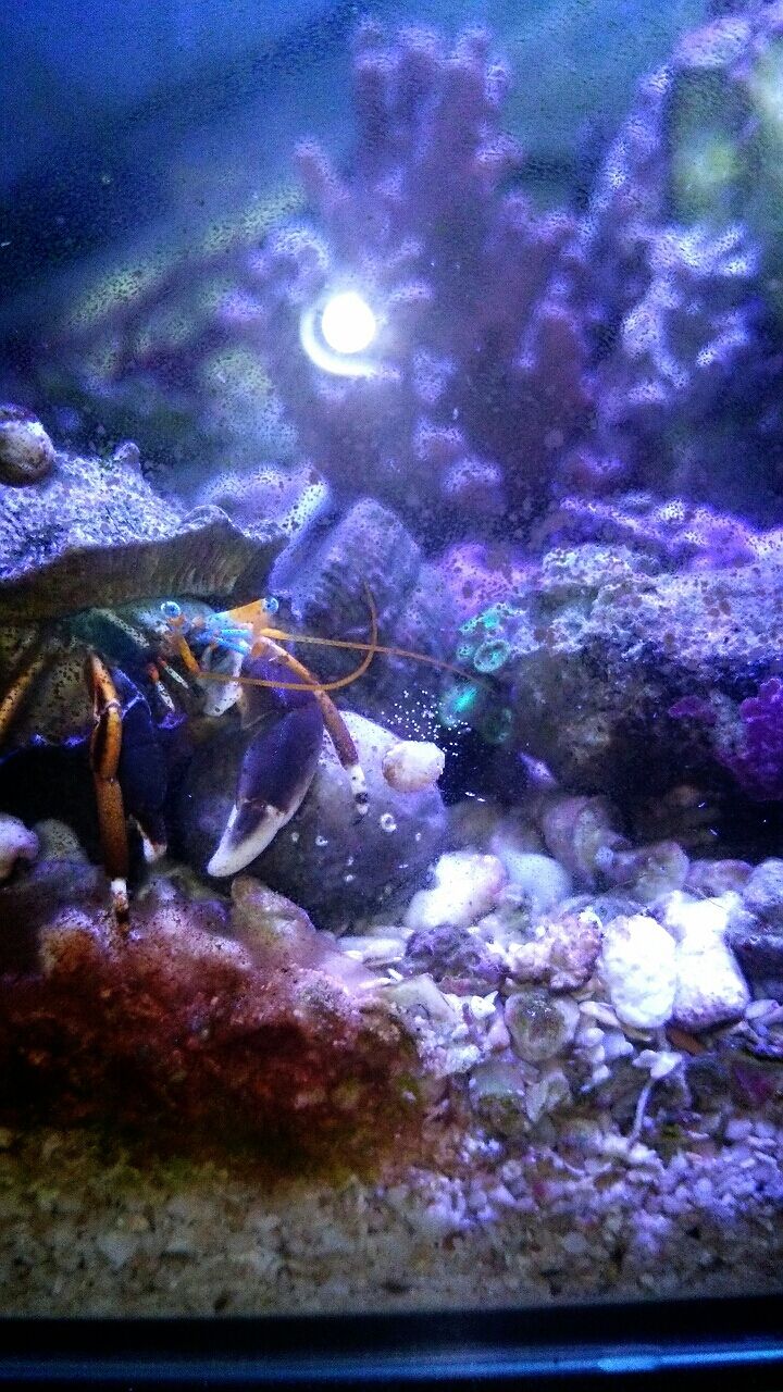 緑コケ戦争 鋭利スクレーパーを武器に よきにはからう Let S 海水水槽