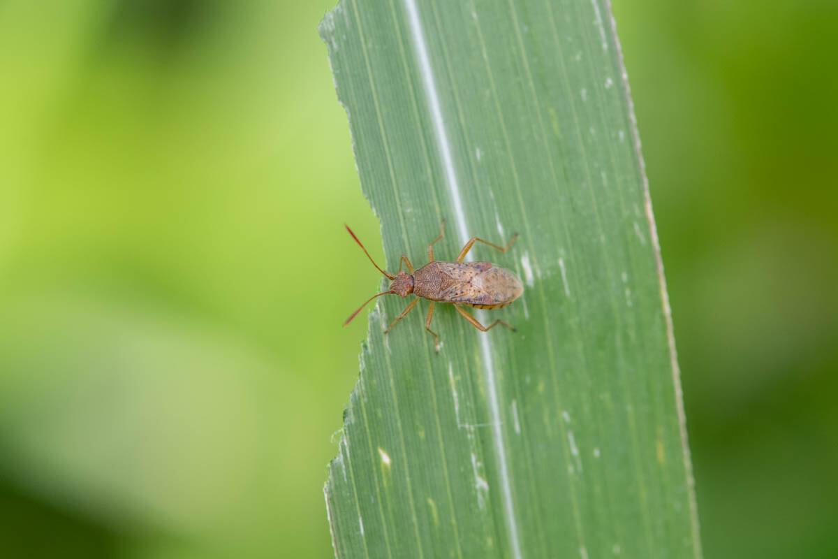 アカヒメヘリカメムシ 今日も師匠が撮れと言う
