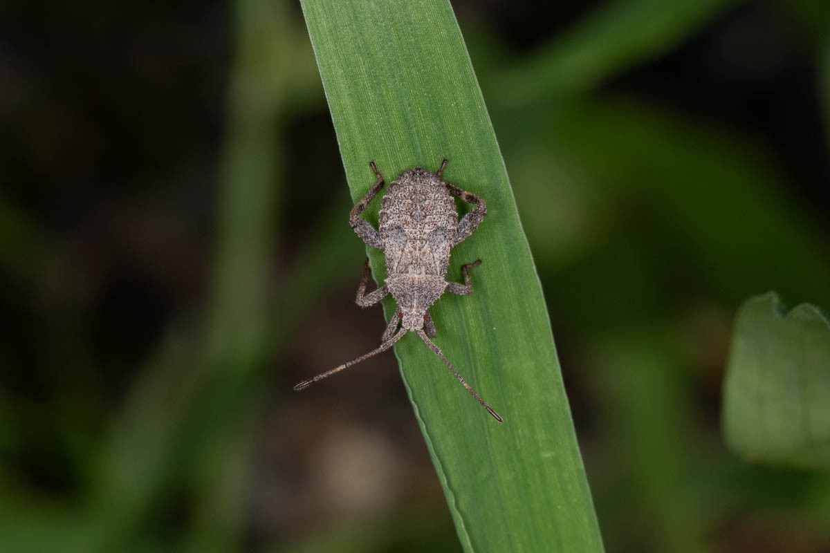 ホオズキカメムシ幼虫 今日も師匠が撮れと言う ホオズキカメムシ幼虫 今日も師匠が撮れと言う
