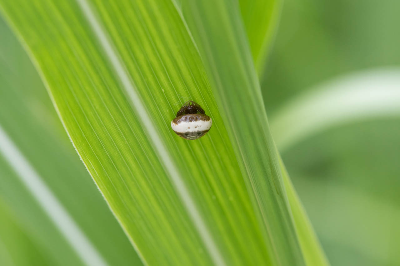 シロオビトリノフンダマシ 今日も師匠が撮れと言う