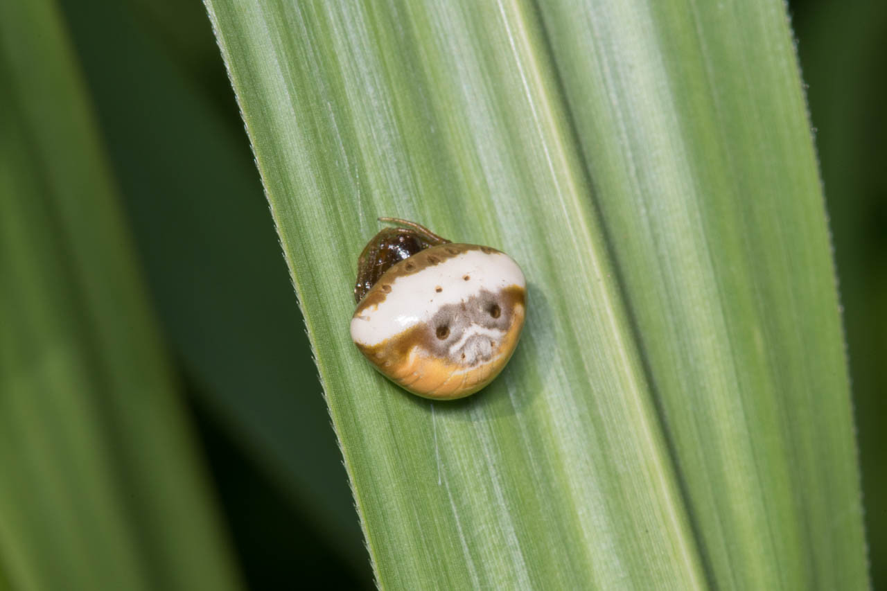 シロオビトリノフンダマシ 今日も師匠が撮れと言う