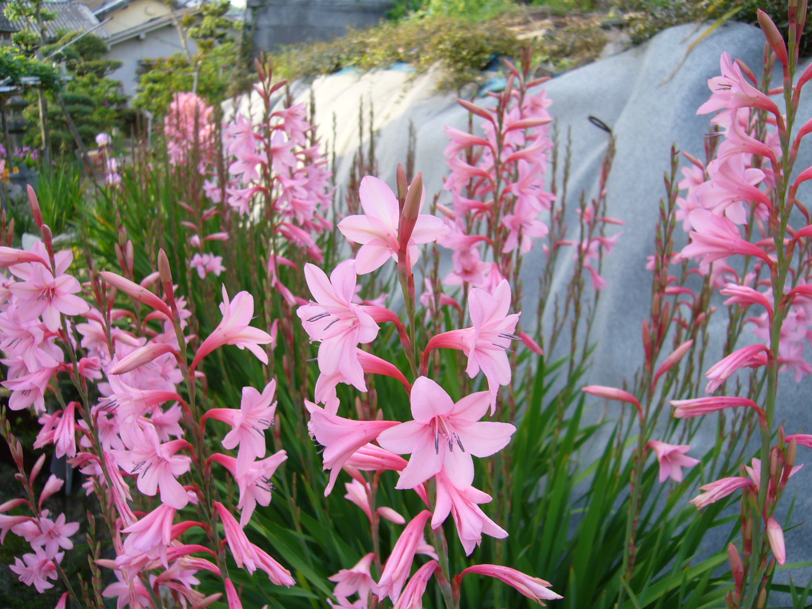 集まればなお綺麗 Hana Hana Haha