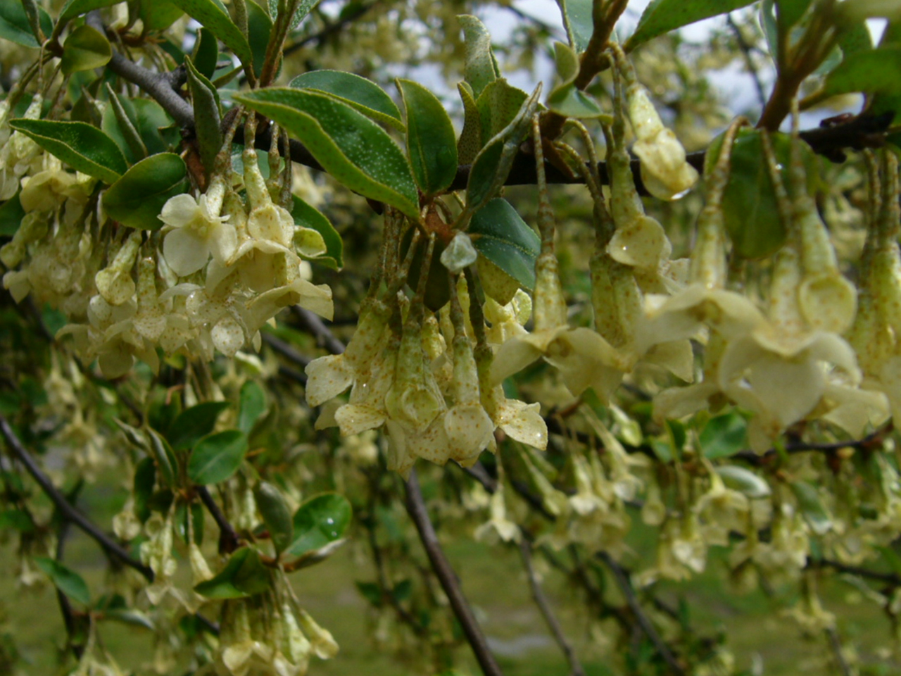 ダイオウグミの花とナワシログミの実 Hana Hana Haha