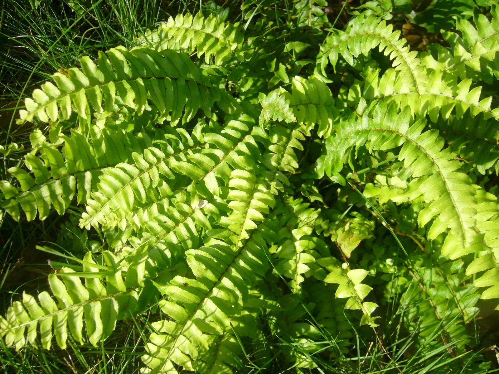 シダ シダ シダ Hana Hana Haha