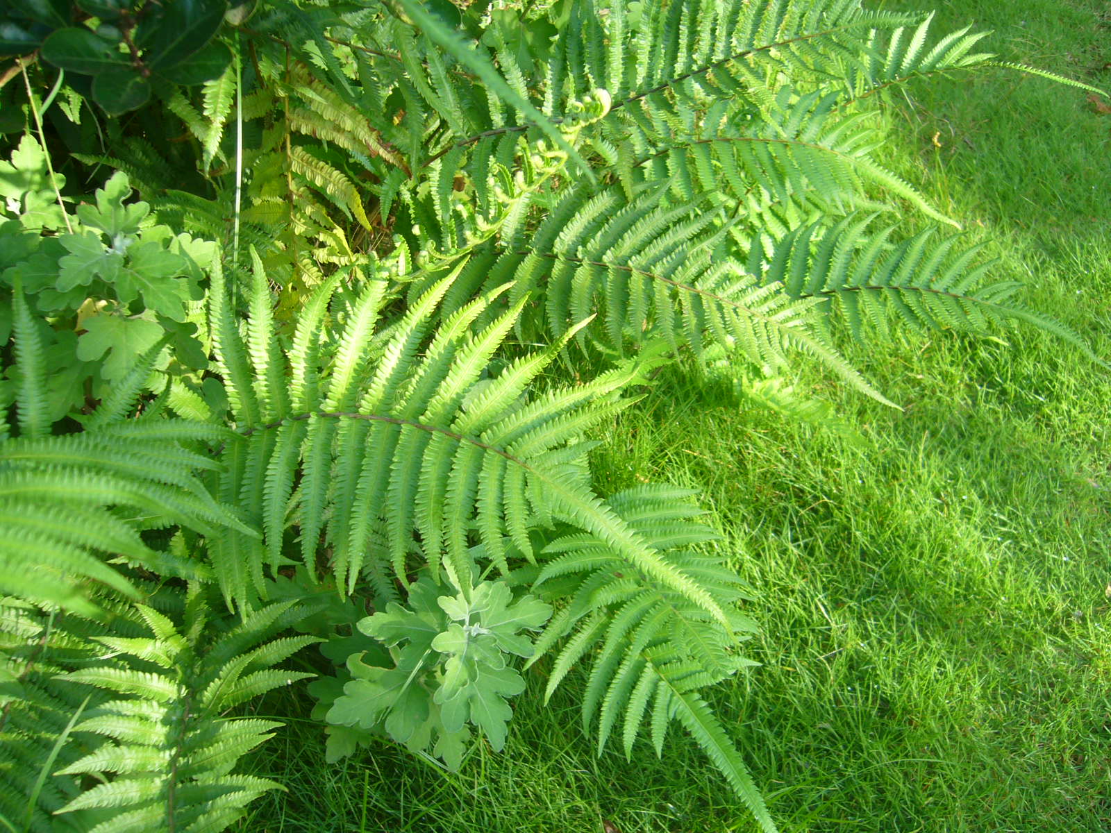 シダ シダ シダ Hana Hana Haha