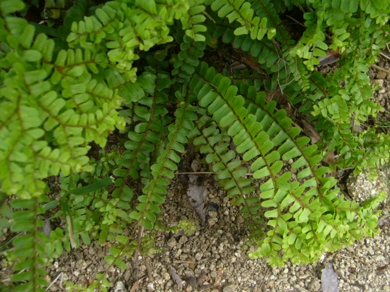 シダ シダ シダ Hana Hana Haha