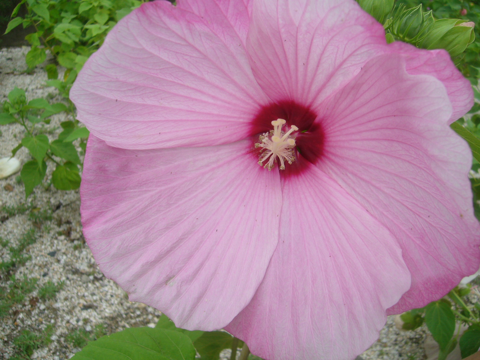 ジャンボなアメリカフヨウ Hana Hana Haha ジャンボなアメリカフヨウ Hana Hana Haha