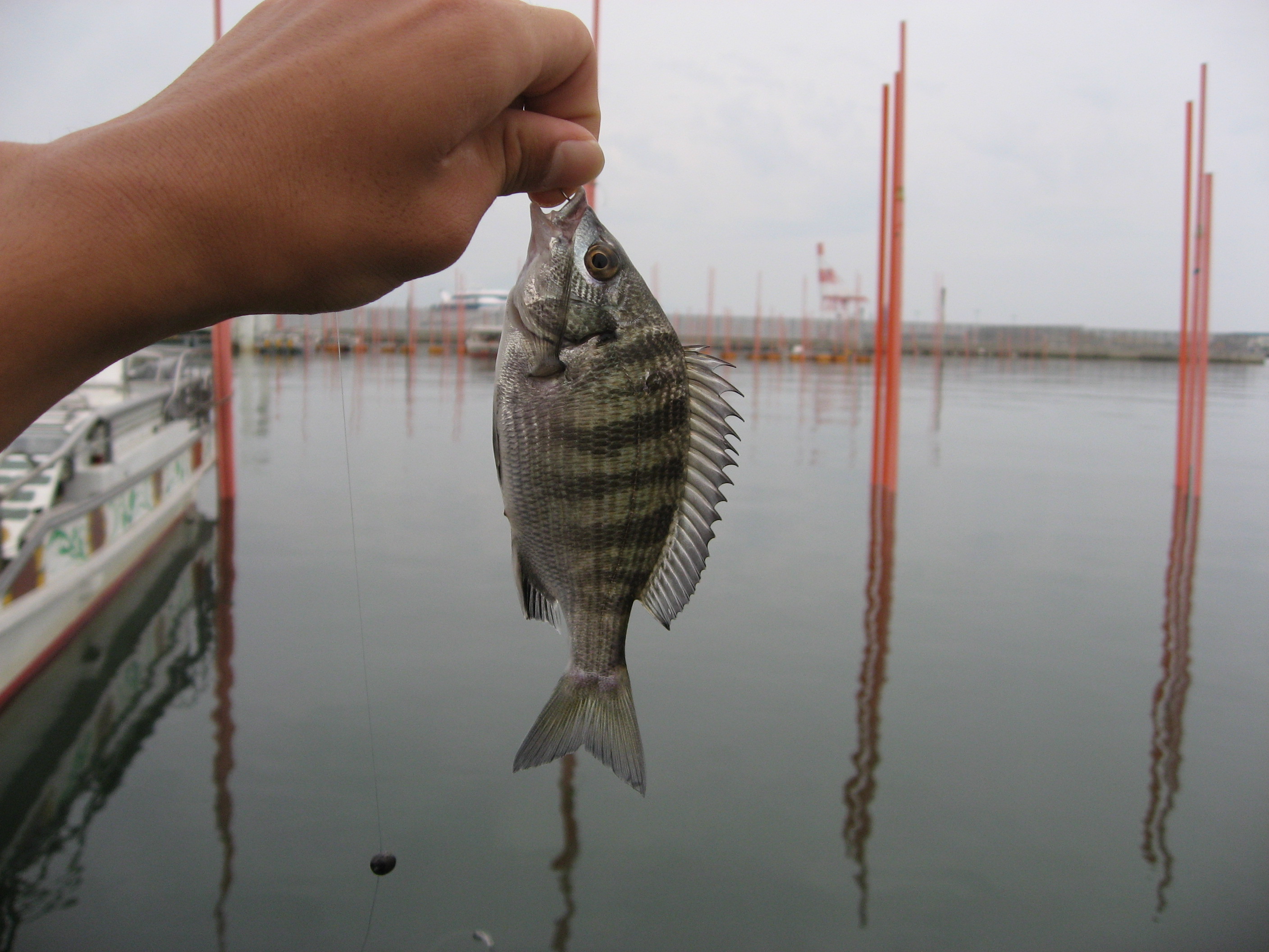 熊本新港でまたメバル釣り ラミエルの熊本新港で釣り三昧 熊本新港でまたメバル釣り ラミエルの熊本新港で釣り三昧