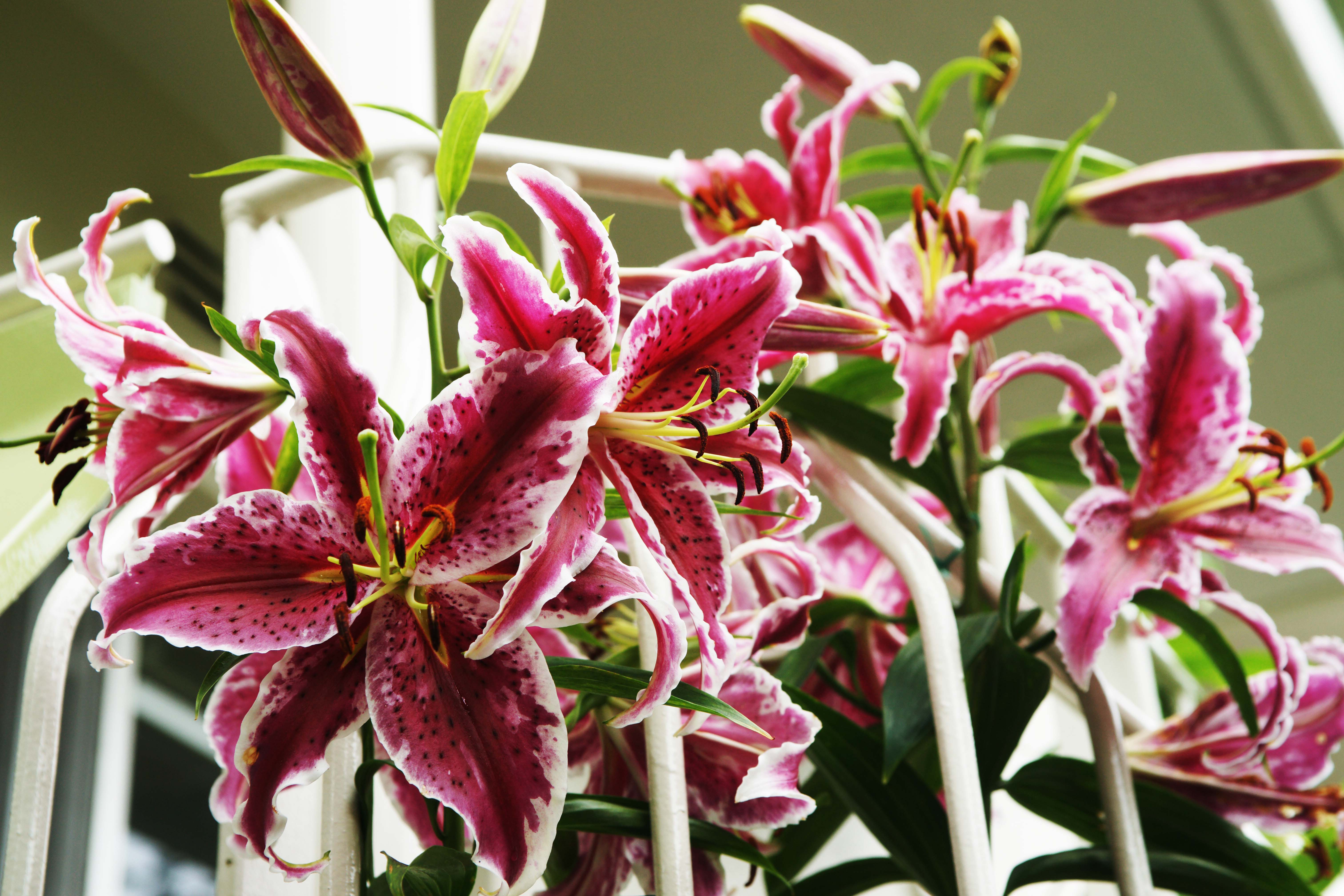 カサブランカ のんびりとはーもにー