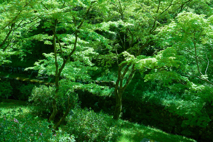 Fresh green leaves