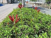 IMG_2418