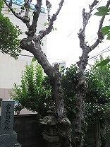 剪定2