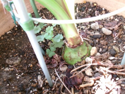 アマリリスの球根