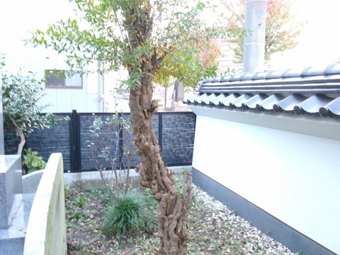 花ザクロの木 - コピー