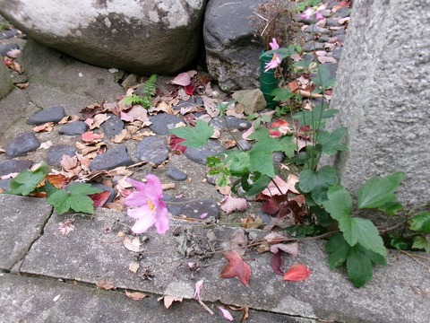 咲き残りの秀明菊