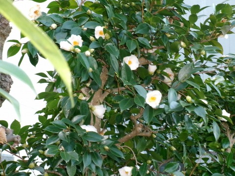 満開の白玉