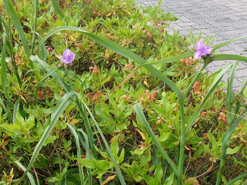 つゆ草