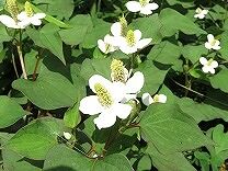 IMG_1767
