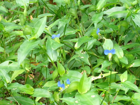 露草