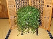 _thumb_180_135_img_1374