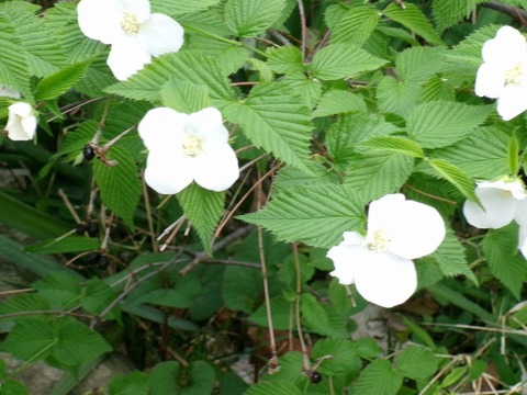 蓑ひとつだに