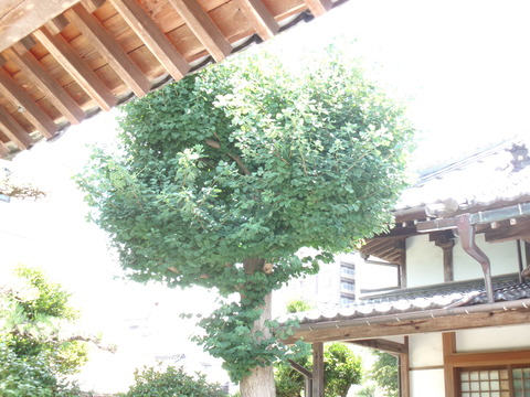公孫樹　1