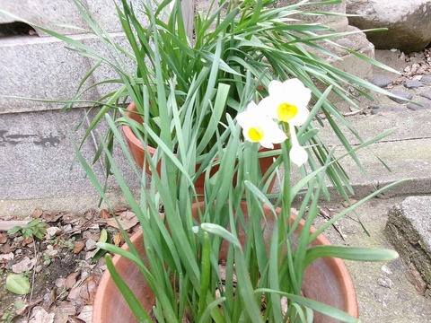 水仙の花