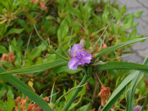 つゆ草の接写