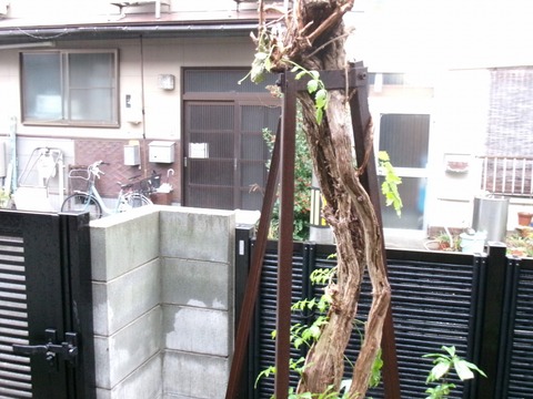 ノウゼンカズラ