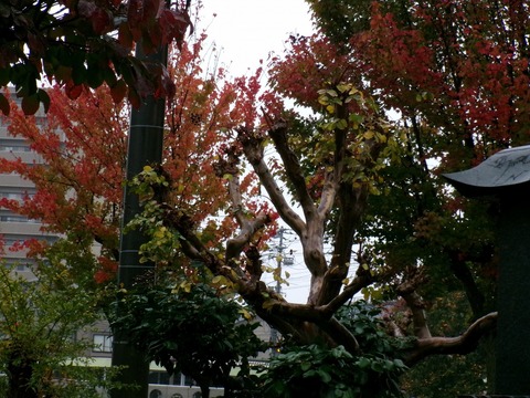 紅葉とサルスベリ