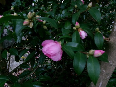 ピンクのサザンカ