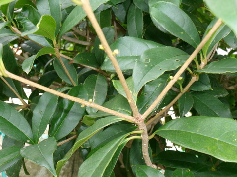 キンモクセイのつぼみ