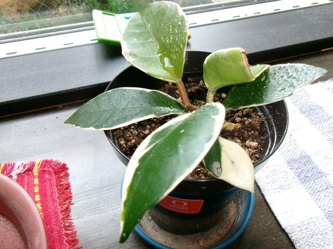 サクラランの挿し芽