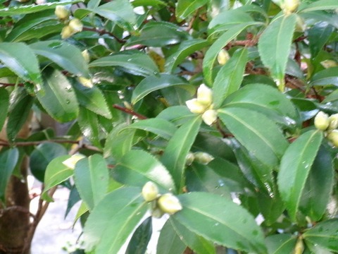 サザンカのつぼみ