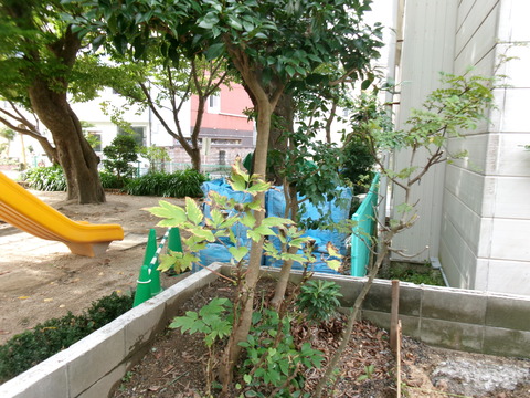 剪定した裏のボタン