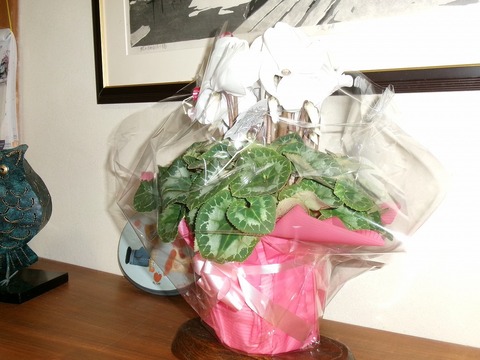 シクラメン鉢植え