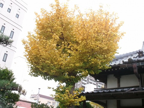 黄葉の銀杏