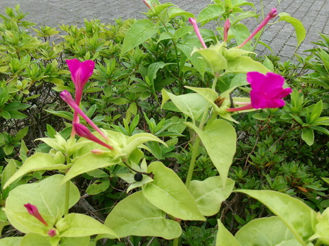 秋の花