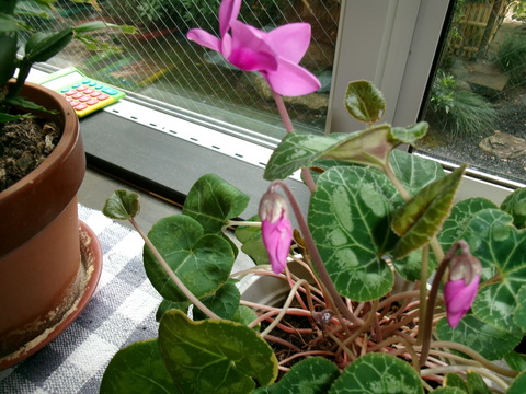 シクラメンの開花