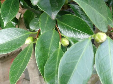 白玉椿のつぼみ