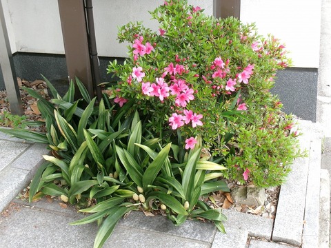 けいじばんのツツジ