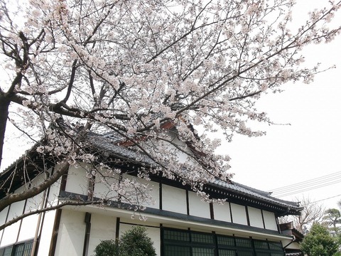 本堂と桜