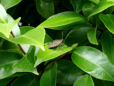椿のカメムシ